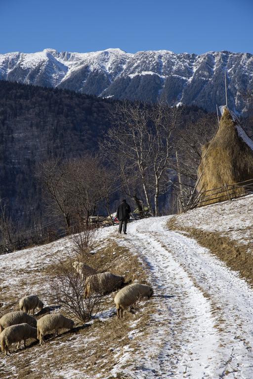 Samedru Hotell Măgura Exteriör bild